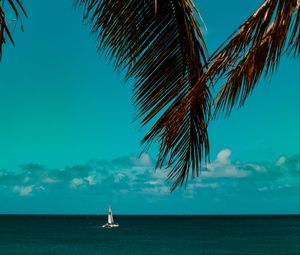 Preview wallpaper palm tree, branches, sea, horizon