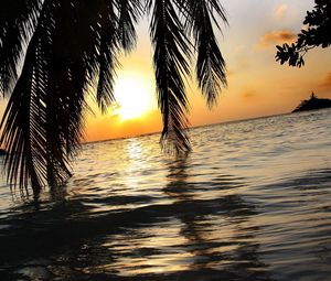 Preview wallpaper palm tree, branches, sea, sun