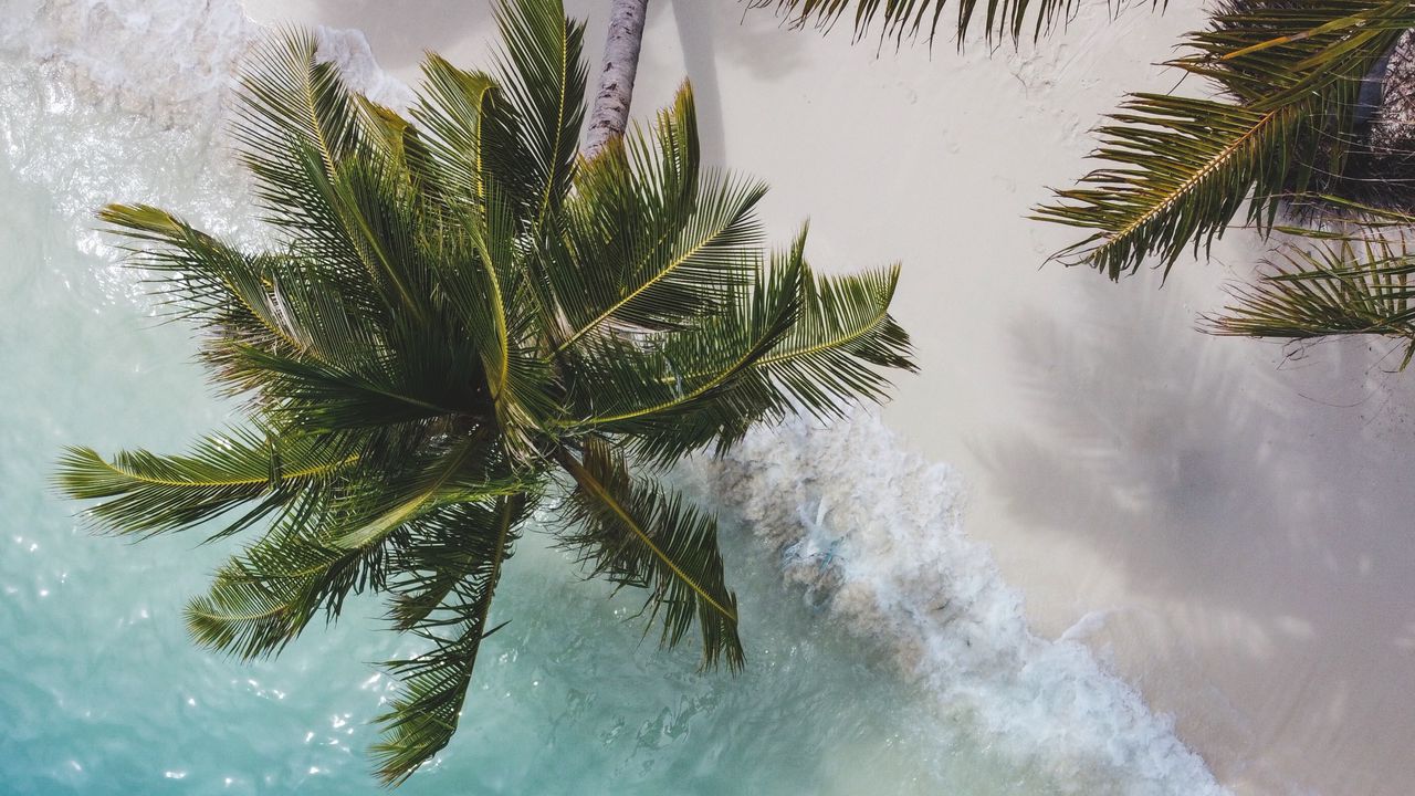 Wallpaper palm tree, branches, sea, coast, aerial view