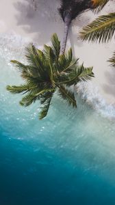 Preview wallpaper palm tree, branches, sea, coast, aerial view