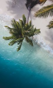 Preview wallpaper palm tree, branches, sea, coast, aerial view