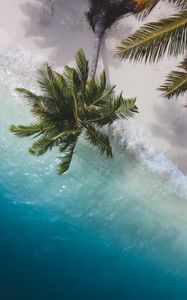 Preview wallpaper palm tree, branches, sea, coast, aerial view