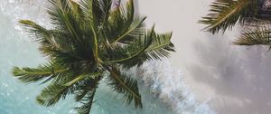 Preview wallpaper palm tree, branches, sea, coast, aerial view