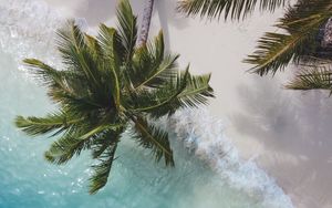 Preview wallpaper palm tree, branches, sea, coast, aerial view