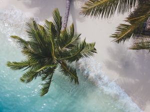 Preview wallpaper palm tree, branches, sea, coast, aerial view