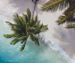 Preview wallpaper palm tree, branches, sea, coast, aerial view