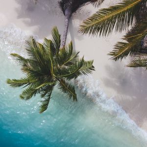 Preview wallpaper palm tree, branches, sea, coast, aerial view