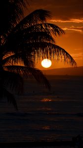 Preview wallpaper palm tree, branches, sea, sunset, dark