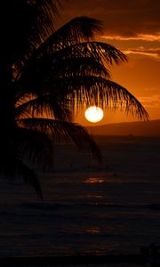 Preview wallpaper palm tree, branches, sea, sunset, dark