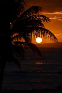 Preview wallpaper palm tree, branches, sea, sunset, dark