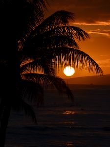 Preview wallpaper palm tree, branches, sea, sunset, dark