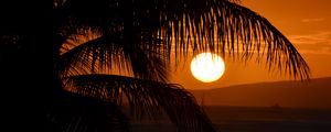 Preview wallpaper palm tree, branches, sea, sunset, dark