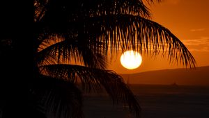 Preview wallpaper palm tree, branches, sea, sunset, dark