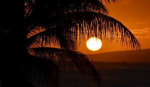 Preview wallpaper palm tree, branches, sea, sunset, dark