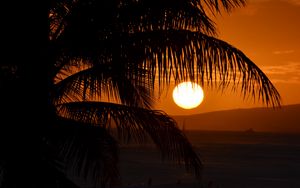 Preview wallpaper palm tree, branches, sea, sunset, dark