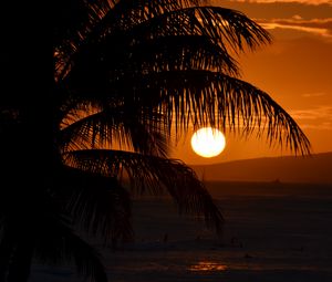 Preview wallpaper palm tree, branches, sea, sunset, dark