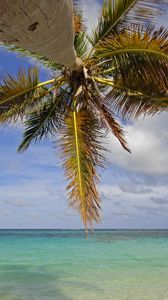 Preview wallpaper palm tree, branches, sea, tropics