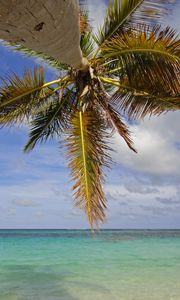 Preview wallpaper palm tree, branches, sea, tropics