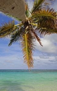 Preview wallpaper palm tree, branches, sea, tropics