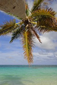 Preview wallpaper palm tree, branches, sea, tropics