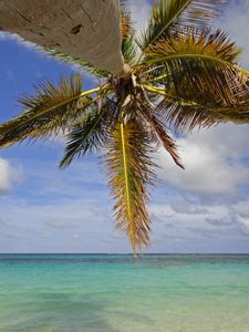 Preview wallpaper palm tree, branches, sea, tropics