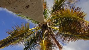 Preview wallpaper palm tree, branches, sea, tropics