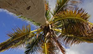 Preview wallpaper palm tree, branches, sea, tropics