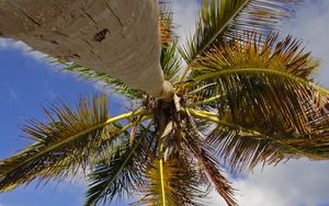 Preview wallpaper palm tree, branches, sea, tropics