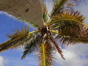 Preview wallpaper palm tree, branches, sea, tropics