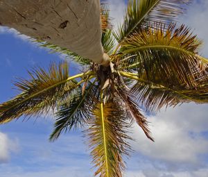 Preview wallpaper palm tree, branches, sea, tropics