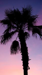 Preview wallpaper palm tree, branches, silhouette, dark