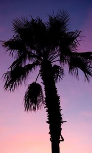 Preview wallpaper palm tree, branches, silhouette, dark