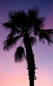 Preview wallpaper palm tree, branches, silhouette, dark