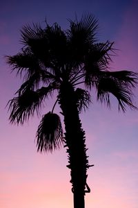 Preview wallpaper palm tree, branches, silhouette, dark