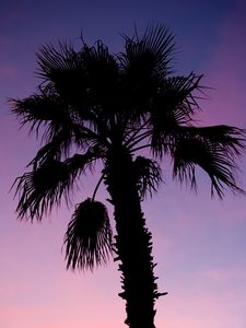 Preview wallpaper palm tree, branches, silhouette, dark