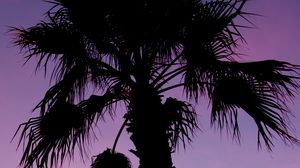 Preview wallpaper palm tree, branches, silhouette, dark