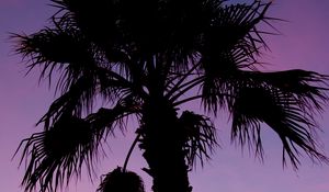 Preview wallpaper palm tree, branches, silhouette, dark