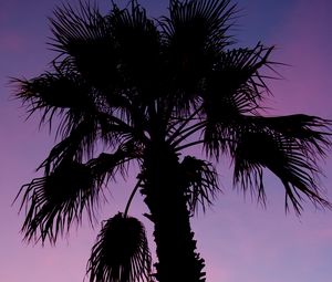 Preview wallpaper palm tree, branches, silhouette, dark