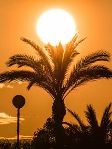 Preview wallpaper palm tree, branches, silhouette, sun, sunset, dark