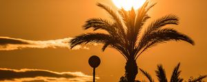 Preview wallpaper palm tree, branches, silhouette, sun, sunset, dark