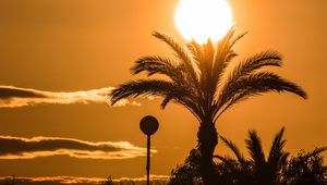 Preview wallpaper palm tree, branches, silhouette, sun, sunset, dark