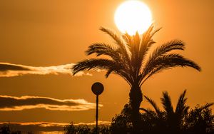 Preview wallpaper palm tree, branches, silhouette, sun, sunset, dark