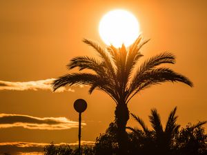 Preview wallpaper palm tree, branches, silhouette, sun, sunset, dark