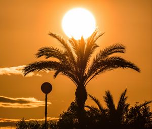 Preview wallpaper palm tree, branches, silhouette, sun, sunset, dark