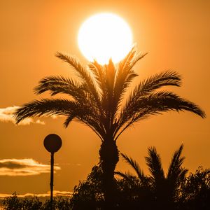 Preview wallpaper palm tree, branches, silhouette, sun, sunset, dark