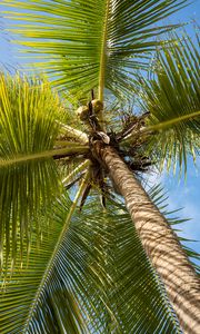 Preview wallpaper palm tree, branches, sky, summer, tropics