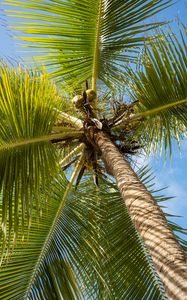 Preview wallpaper palm tree, branches, sky, summer, tropics