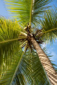 Preview wallpaper palm tree, branches, sky, summer, tropics