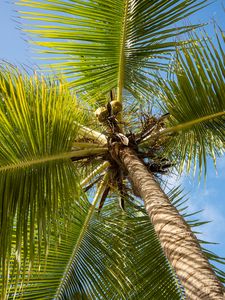 Preview wallpaper palm tree, branches, sky, summer, tropics