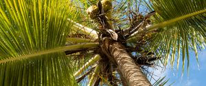 Preview wallpaper palm tree, branches, sky, summer, tropics